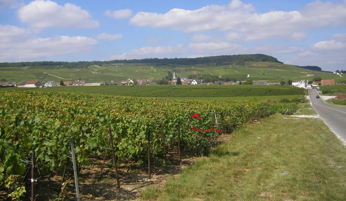 Blancs-Coteaux — Épaviste à Blancs-Coteaux (51130)
